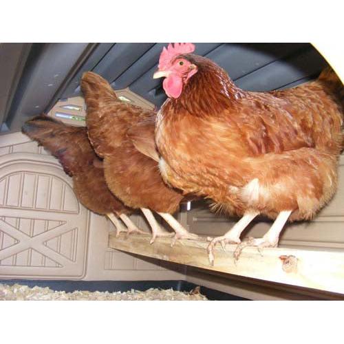 Snap Lock Standard Chicken Coop